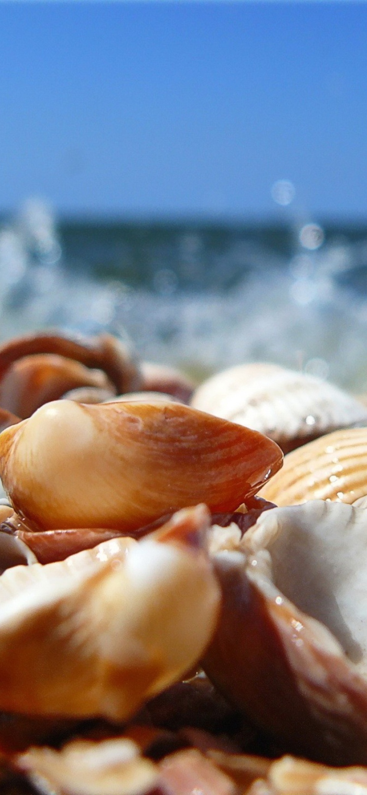 Seashells On Beach wallpaper 1170x2532