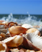 Das Seashells On Beach Wallpaper 176x220