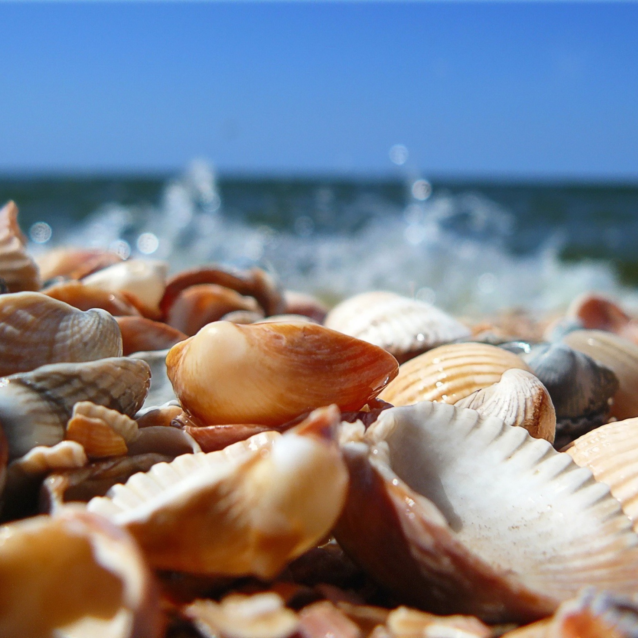 Обои Seashells On Beach 2048x2048