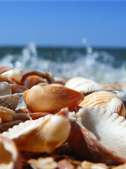 Fondo de pantalla Seashells On Beach 480x640