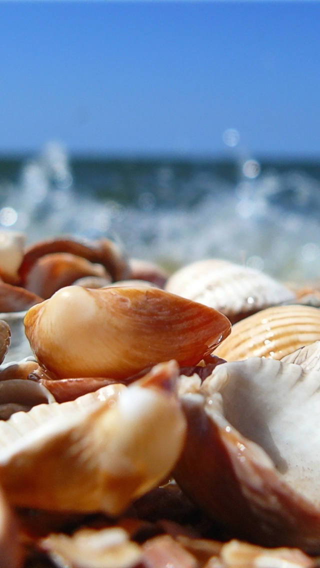 Обои Seashells On Beach 640x1136