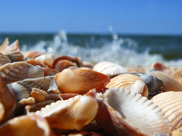 Обои Seashells On Beach 640x480