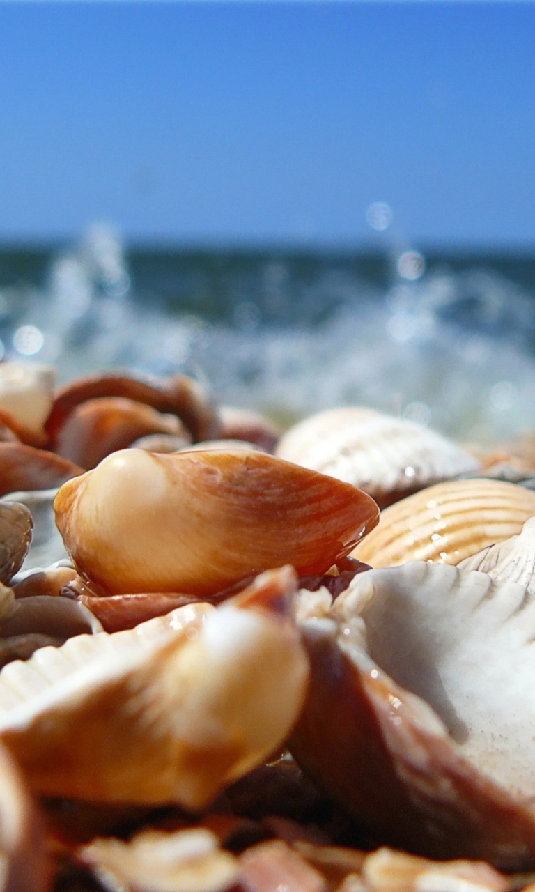 Fondo de pantalla Seashells On Beach 768x1280