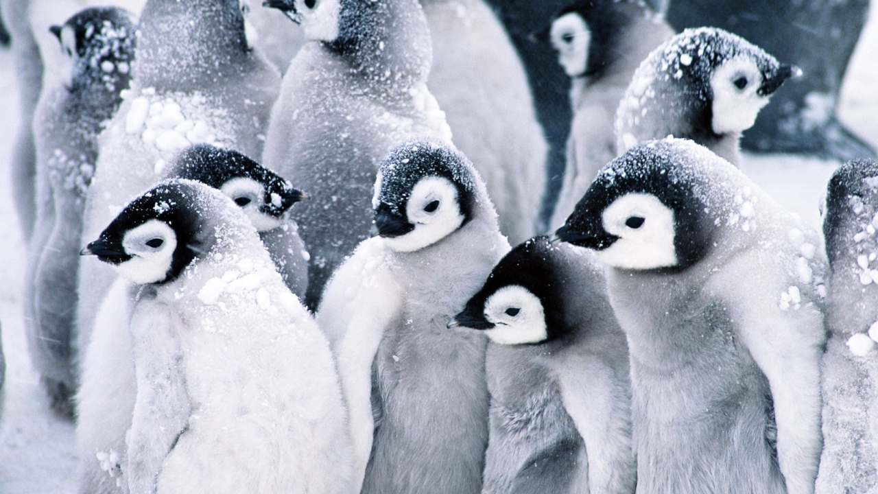 Sfondi Frozen Penguins 1280x720