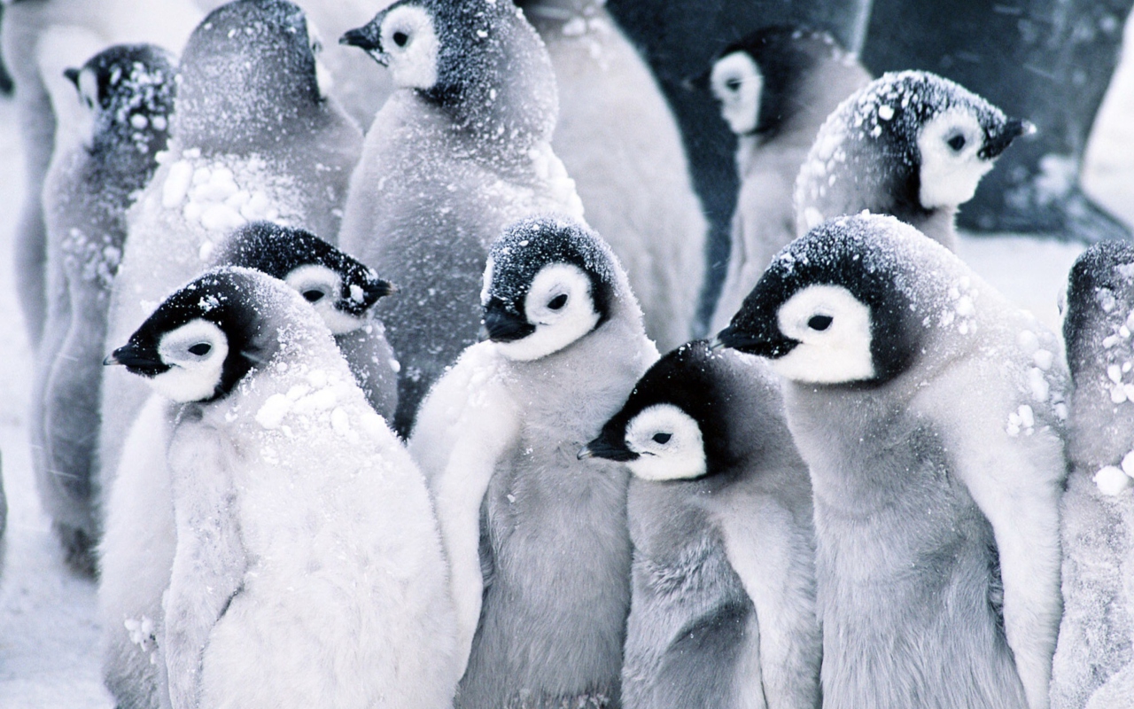 Sfondi Frozen Penguins 1280x800