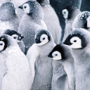 Frozen Penguins wallpaper 128x128