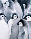 Das Frozen Penguins Wallpaper 128x160