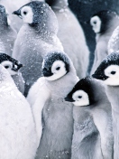 Fondo de pantalla Frozen Penguins 132x176