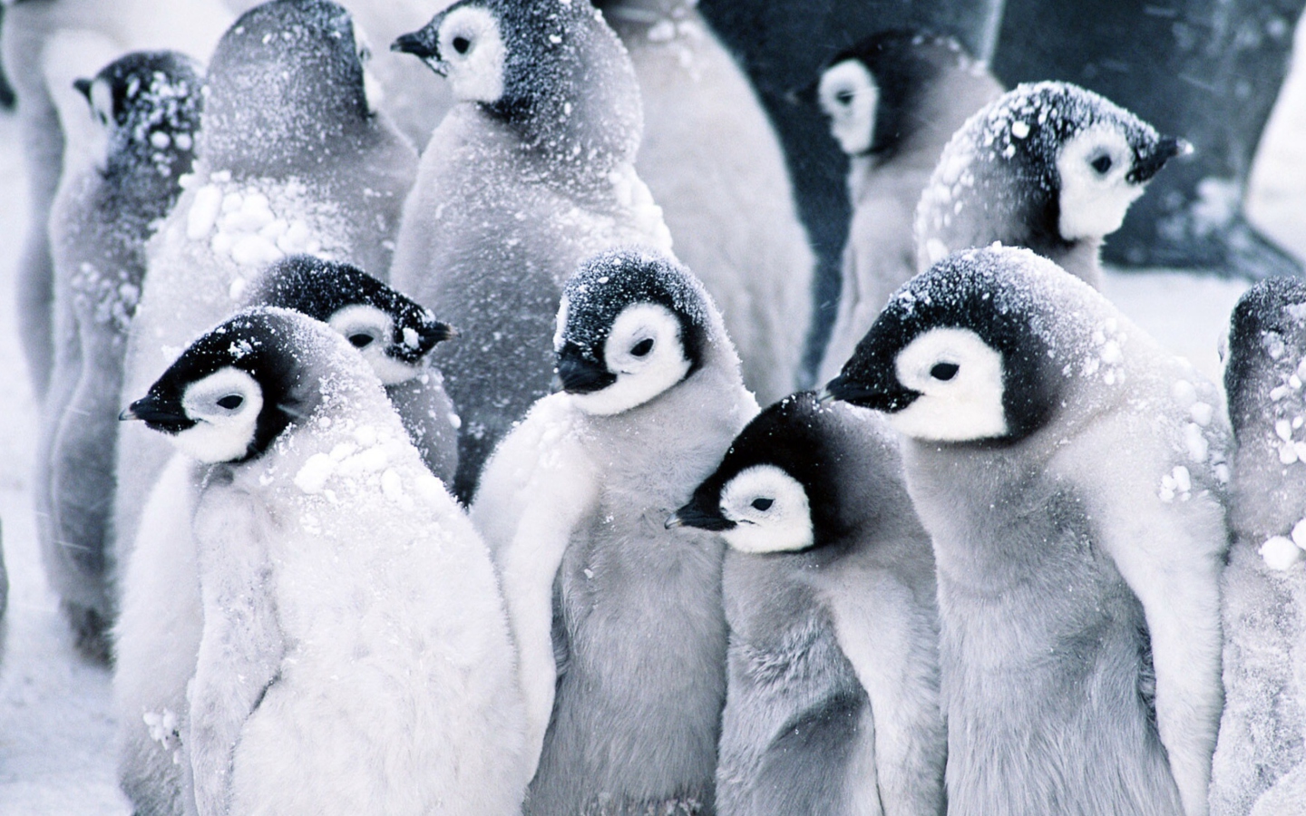 Frozen Penguins wallpaper 1440x900