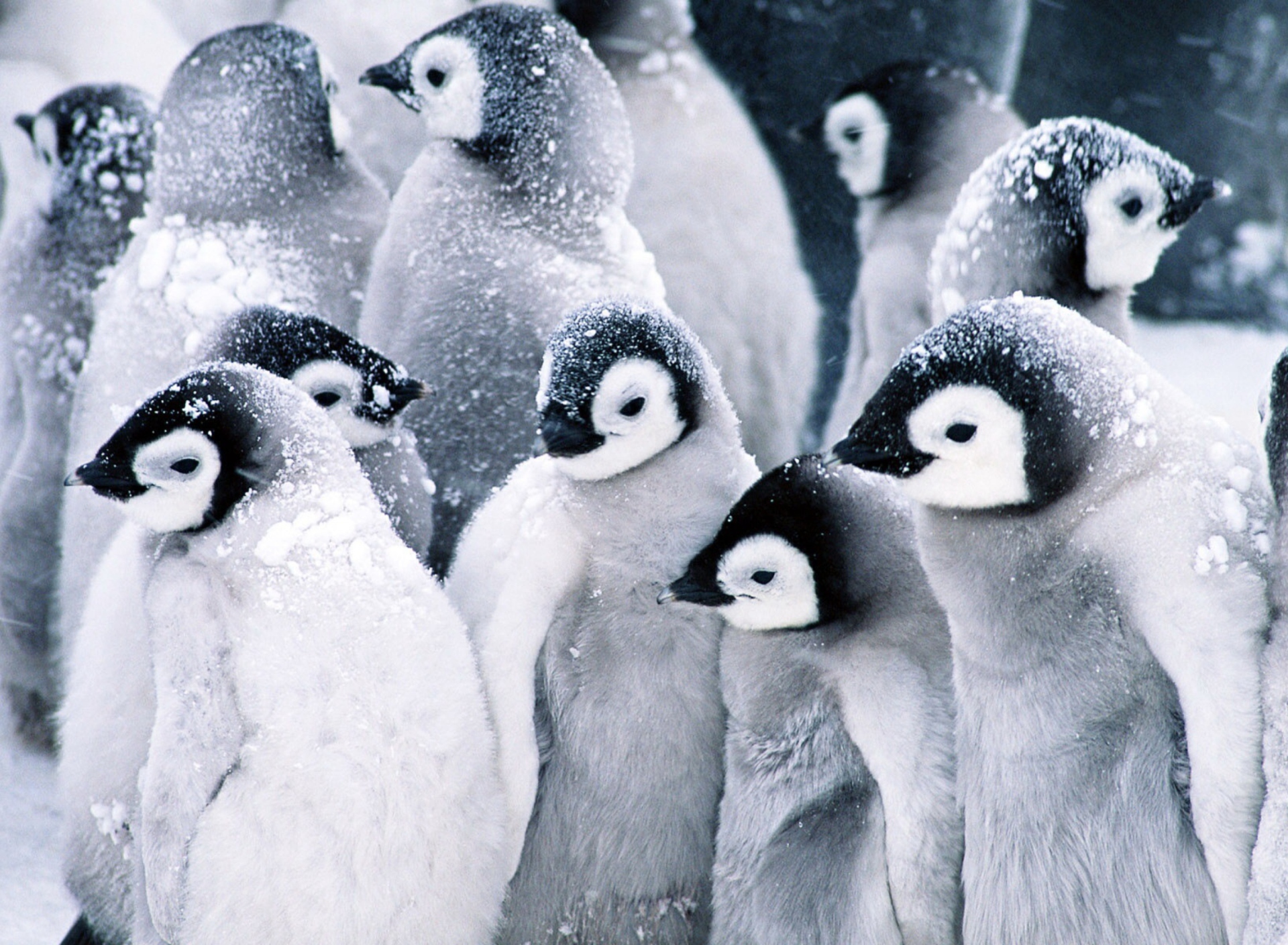 Fondo de pantalla Frozen Penguins 1920x1408