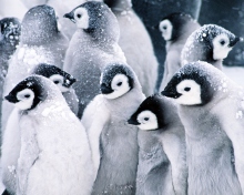 Fondo de pantalla Frozen Penguins 220x176