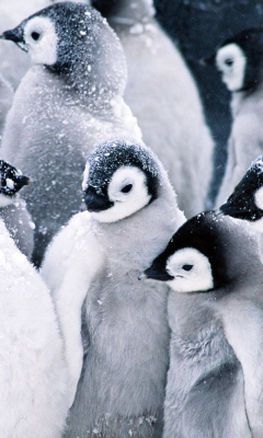 Fondo de pantalla Frozen Penguins 240x400