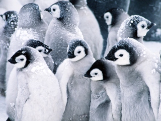 Das Frozen Penguins Wallpaper 320x240
