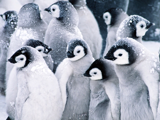 Das Frozen Penguins Wallpaper 640x480