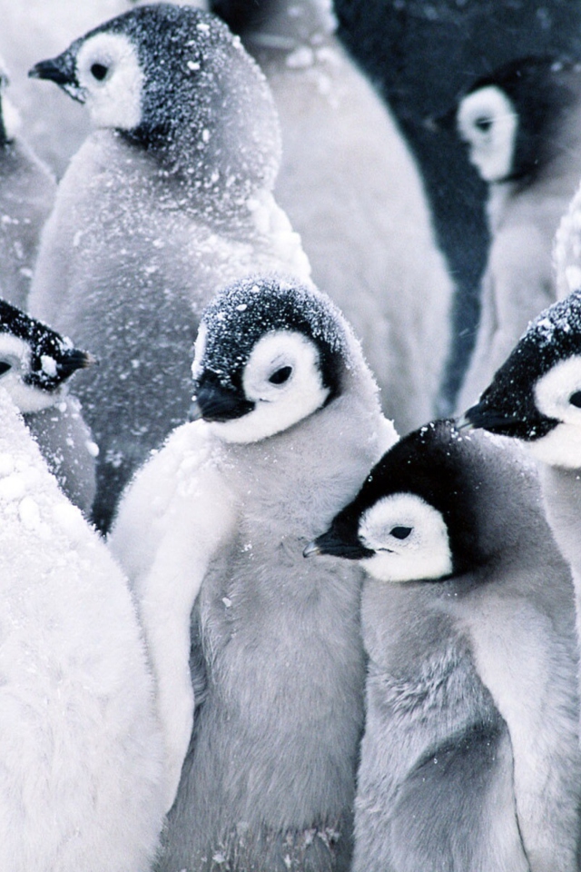 Das Frozen Penguins Wallpaper 640x960