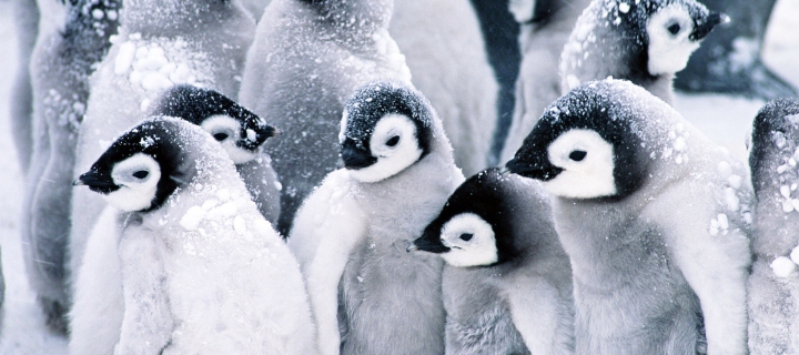 Fondo de pantalla Frozen Penguins 720x320