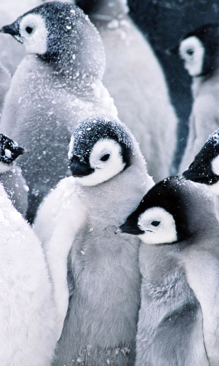 Sfondi Frozen Penguins 768x1280