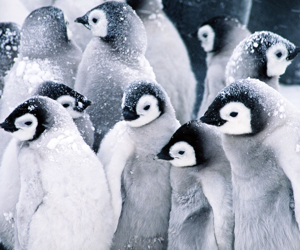 Обои Frozen Penguins 960x800