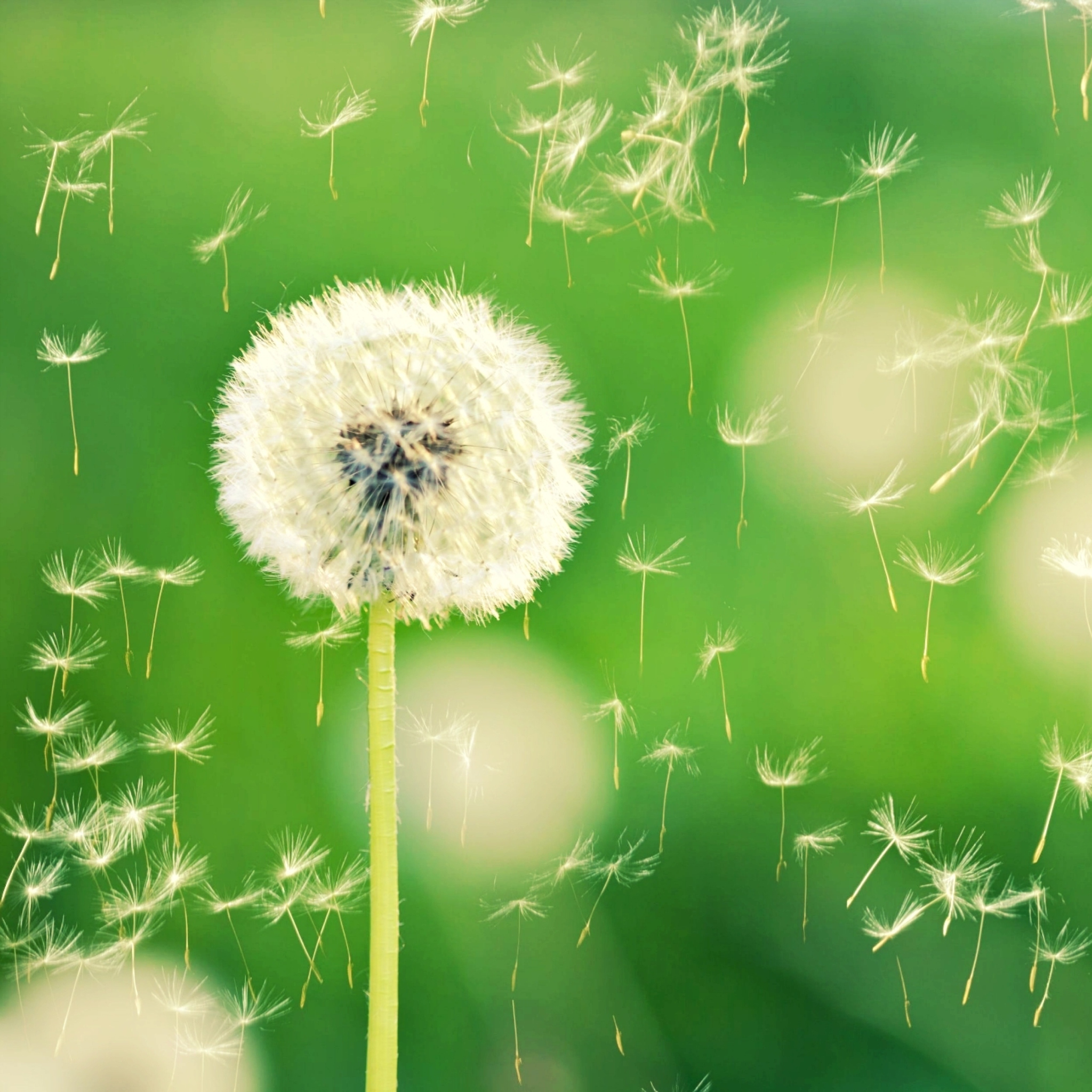 Dandelion Time wallpaper 2048x2048