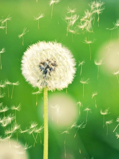 Fondo de pantalla Dandelion Time 240x320