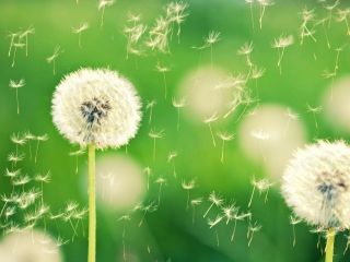 Fondo de pantalla Dandelion Time 320x240