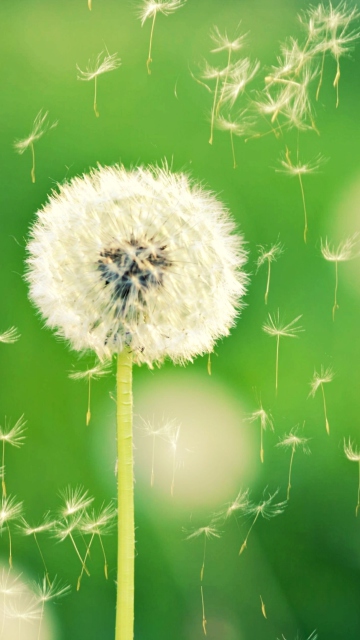 Das Dandelion Time Wallpaper 360x640