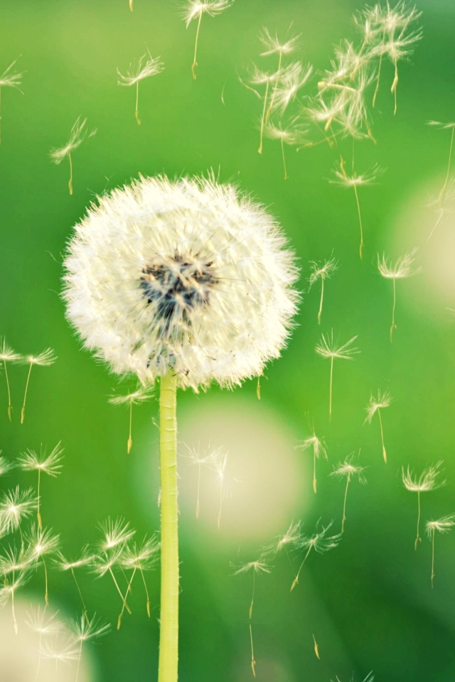 Fondo de pantalla Dandelion Time 640x960