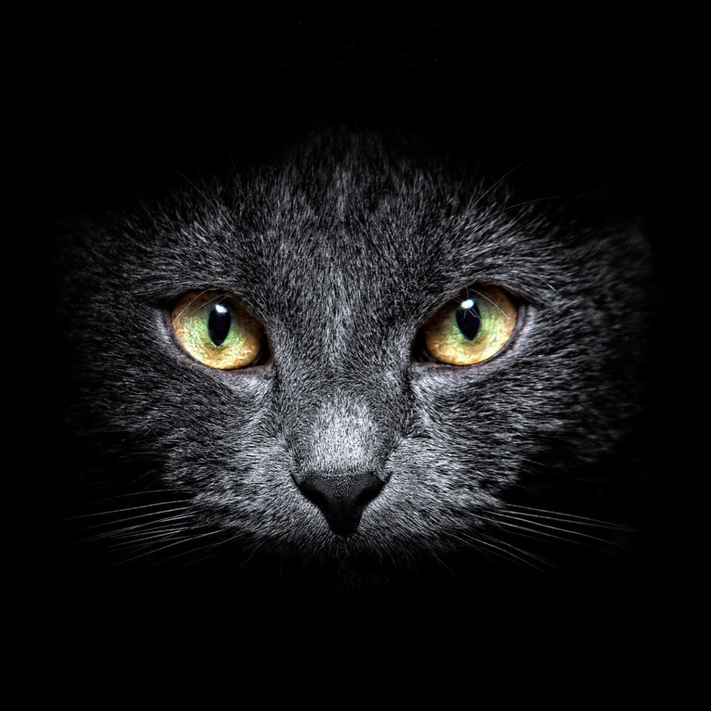 Sfondi Black Cat In Dark 1024x1024