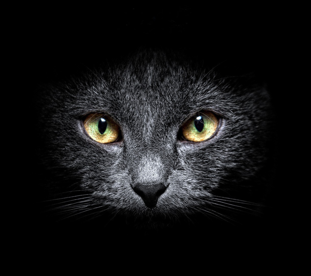 Black Cat In Dark wallpaper 1080x960