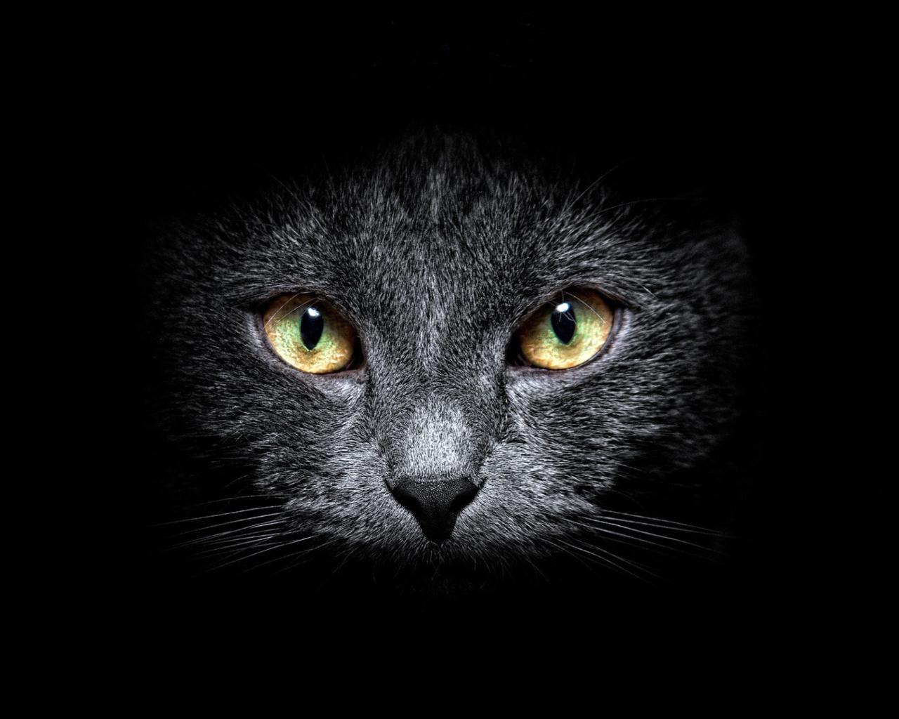 Black Cat In Dark screenshot #1 1280x1024