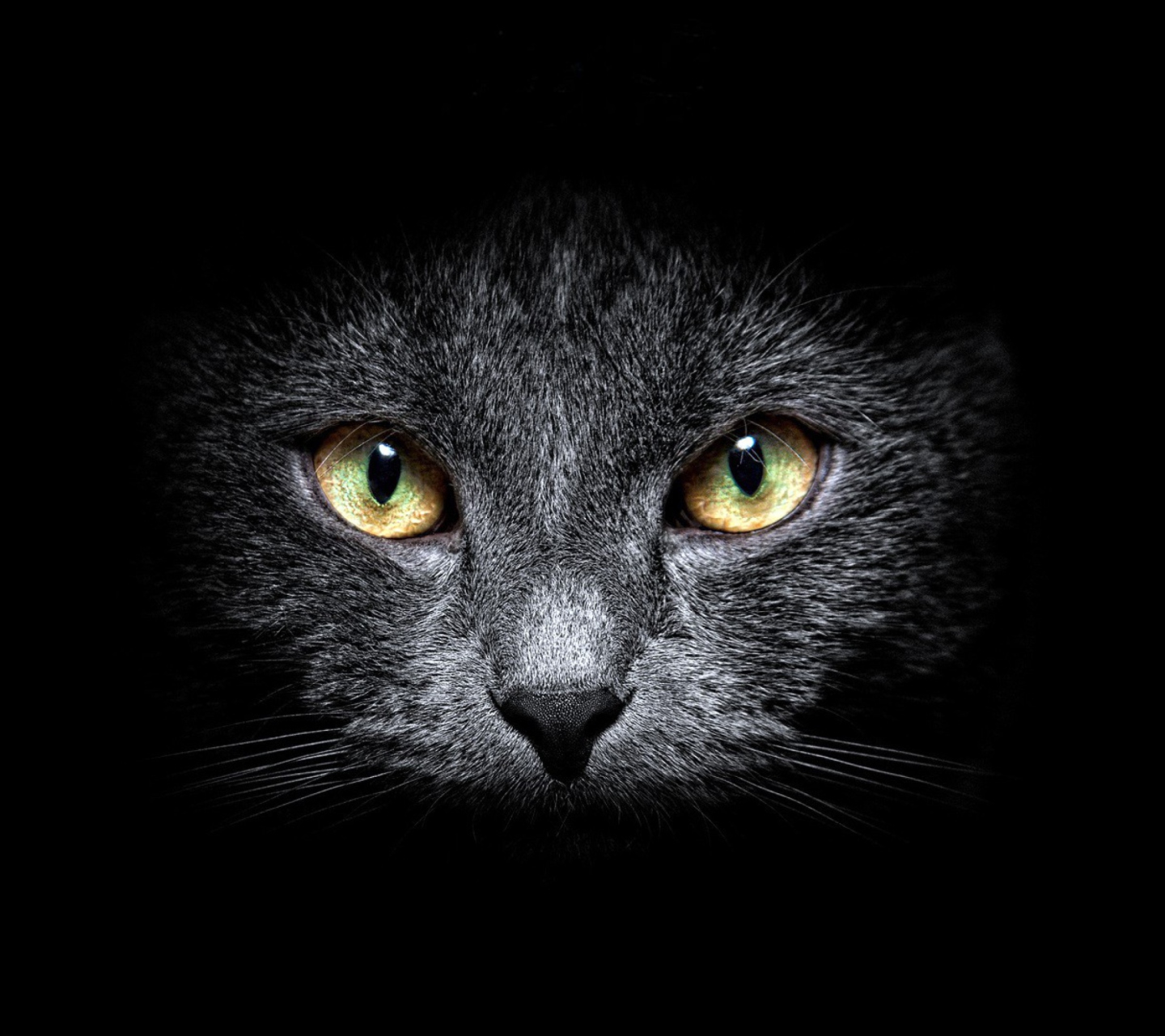 Black Cat In Dark wallpaper 1440x1280
