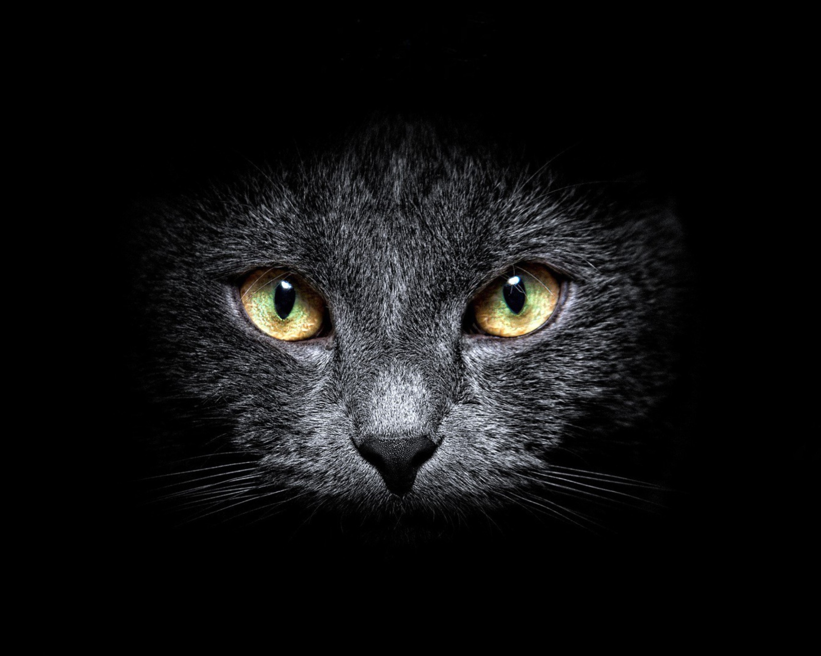 Black Cat In Dark wallpaper 1600x1280