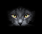 Black Cat In Dark wallpaper 176x144
