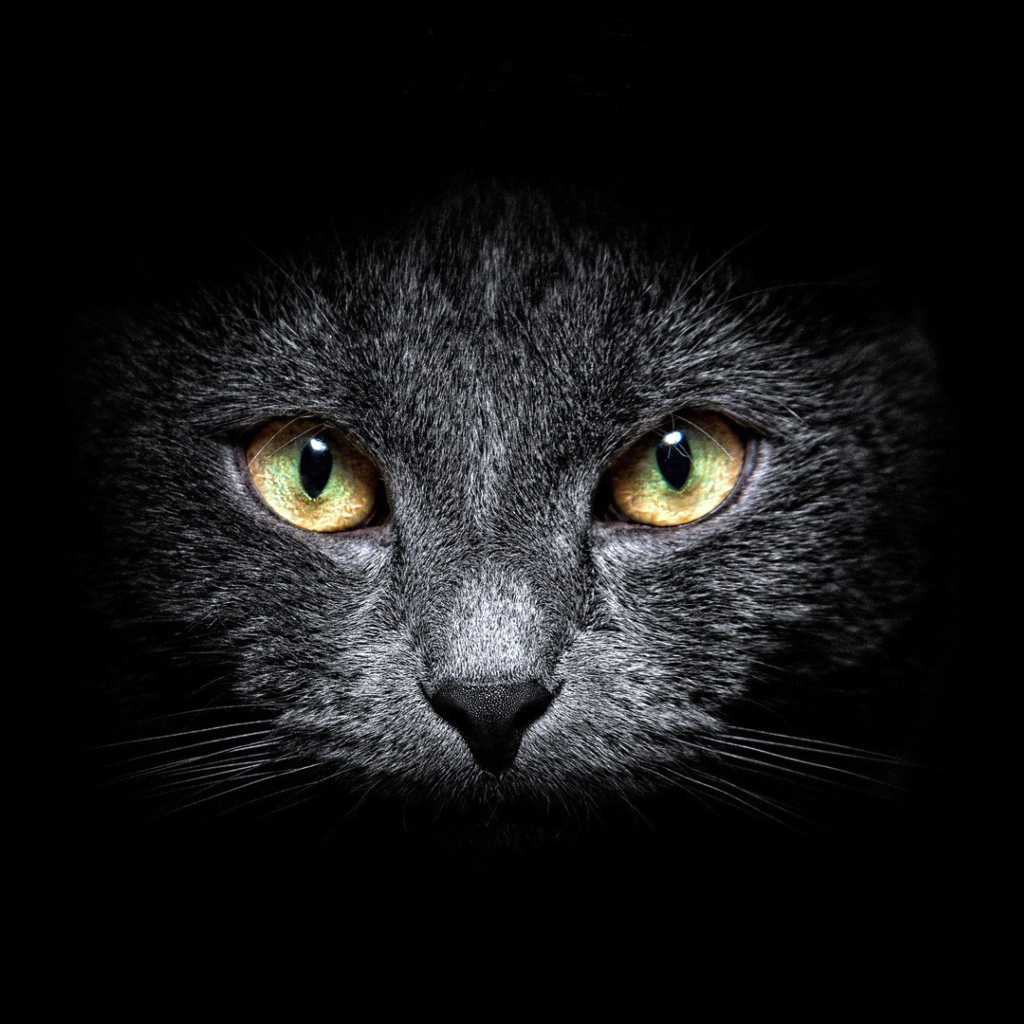 Black Cat In Dark wallpaper 2048x2048