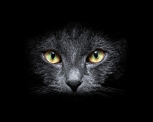 Screenshot №1 pro téma Black Cat In Dark 220x176