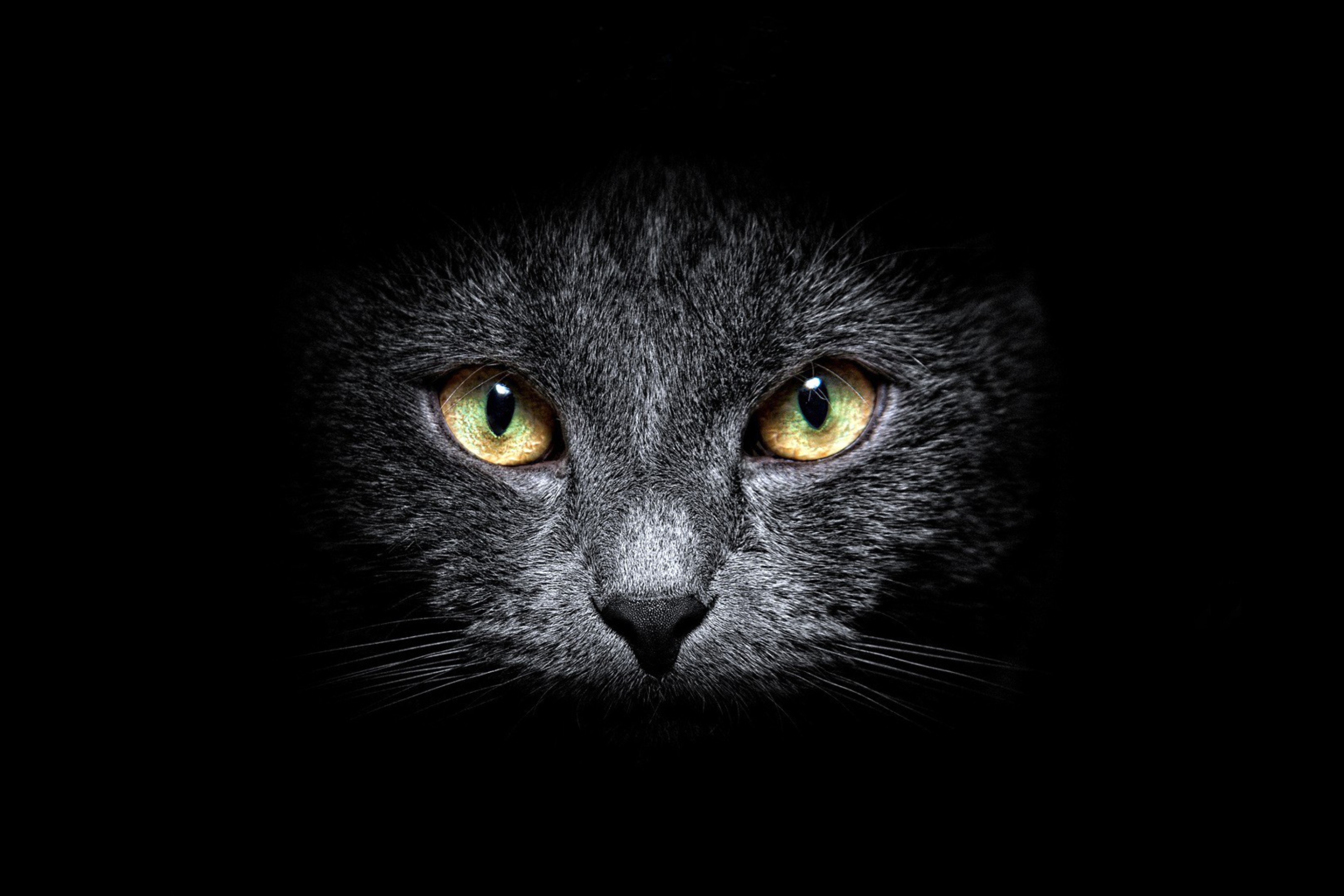 Fondo de pantalla Black Cat In Dark 2880x1920