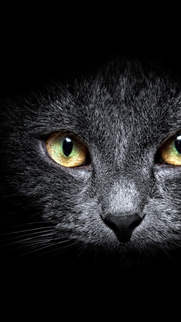Sfondi Black Cat In Dark 360x640