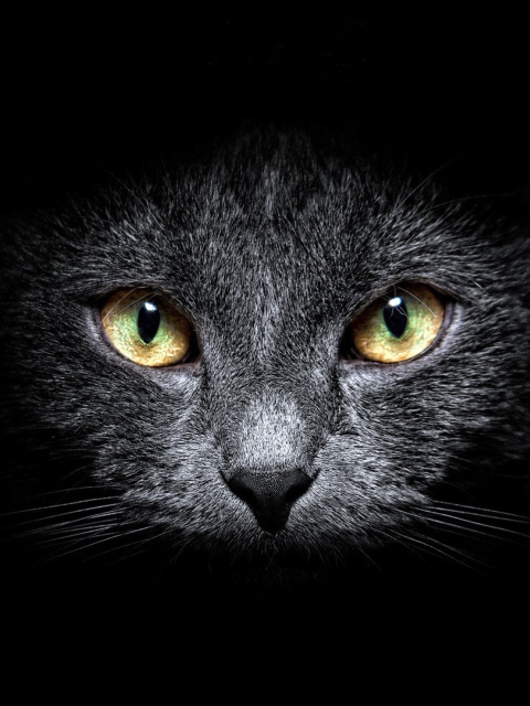 Sfondi Black Cat In Dark 480x640