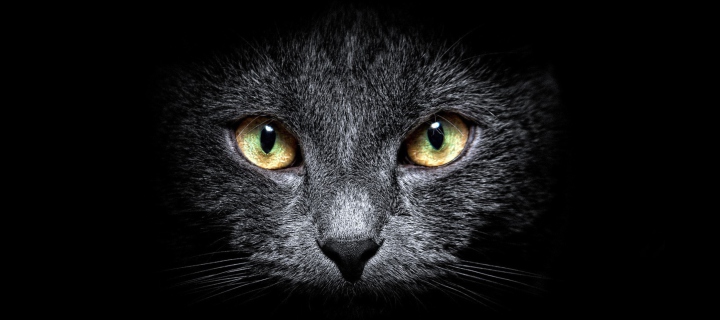 Black Cat In Dark wallpaper 720x320