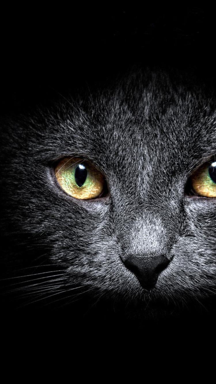 Black Cat In Dark wallpaper 750x1334