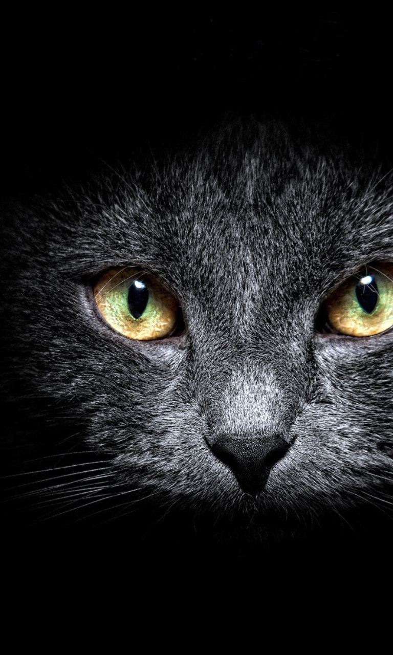 Black Cat In Dark wallpaper 768x1280