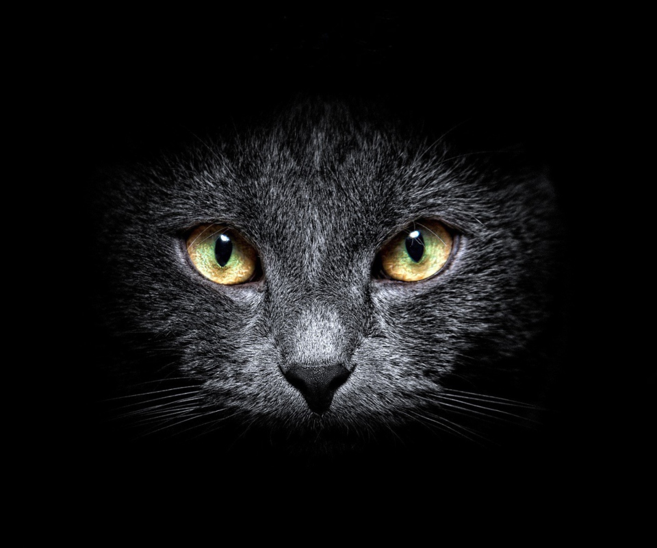 Black Cat In Dark screenshot #1 960x800