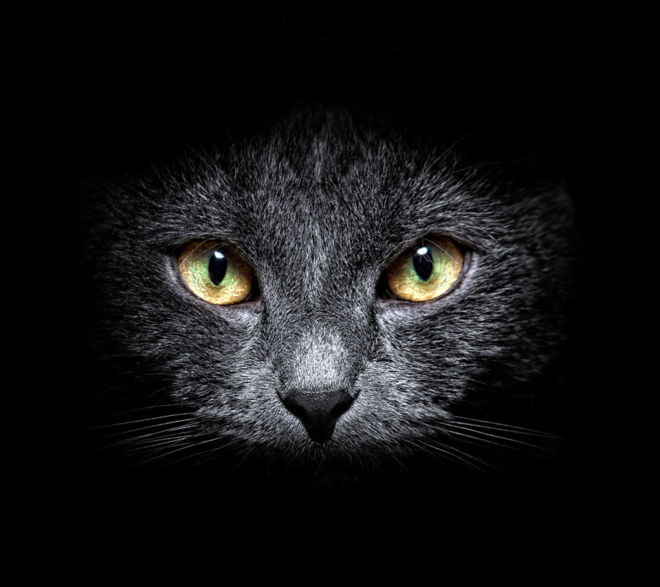 Black Cat In Dark wallpaper 960x854