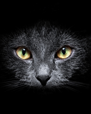 Black Cat In Dark Wallpaper for 240x320