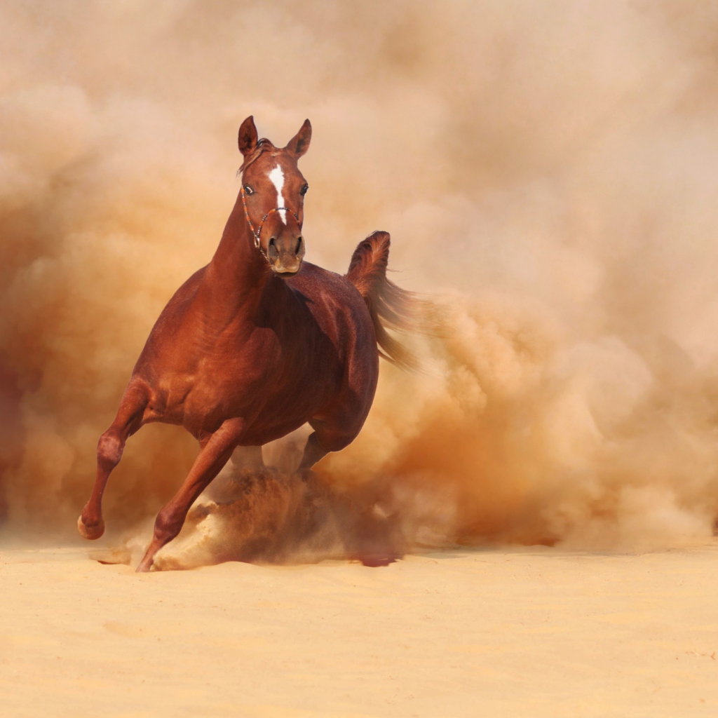 Das Horse Running Free And Fast Wallpaper 1024x1024