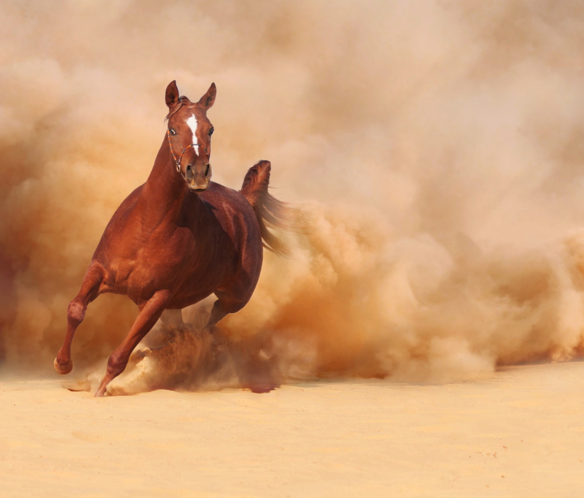 Horse Running Free And Fast wallpaper 1200x1024