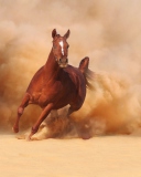 Das Horse Running Free And Fast Wallpaper 128x160