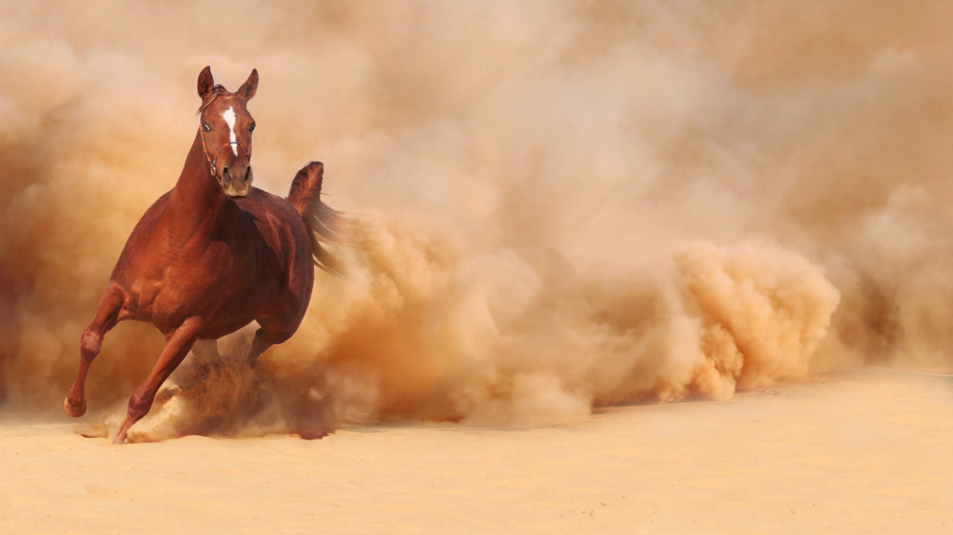 Horse Running Free And Fast screenshot #1 1366x768