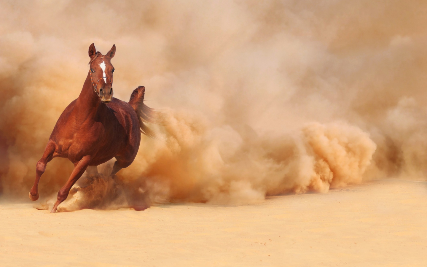 Обои Horse Running Free And Fast 1440x900