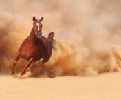 Das Horse Running Free And Fast Wallpaper 176x144